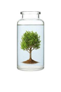 Отдушка для свечей Tea tree (Чайное дерево) 1222989 фото